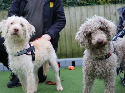 Sunny | Retriever (Labrador) Cross | Leeds - 1