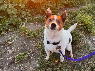 Champ | Chihuahua (Smooth Coat) Cross | Canterbury - 3