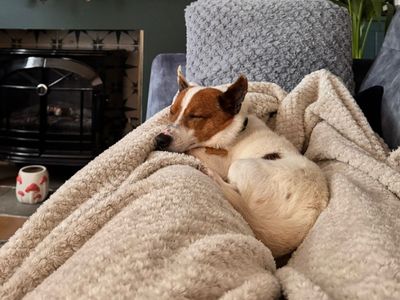 Champ | Chihuahua (Smooth Coat) Cross | Canterbury - 5