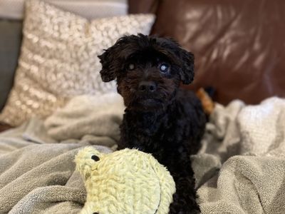 Rylee | Poodle (Miniature) Cross | Snetterton (Norfolk) - 3