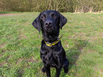 Enzo | Retriever (Labrador) Cross | Darlington - 2