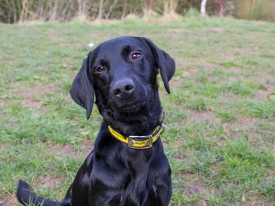 Enzo | Retriever (Labrador) Cross | Darlington - 3
