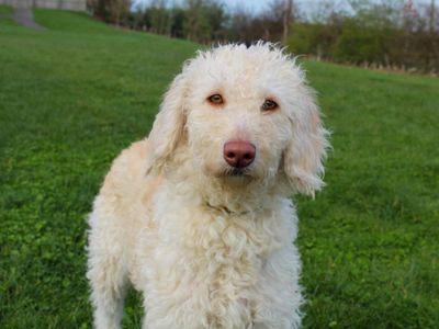Jessie | Poodle (Standard) Cross | Darlington - 2