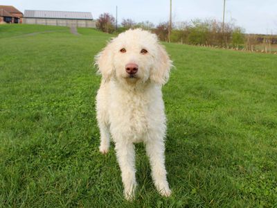 Jessie | Poodle (Standard) Cross | Darlington - 3