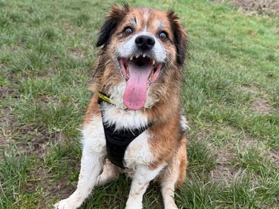 Rolo | Collie (Border) Cross | Shrewsbury (Shropshire) - 5