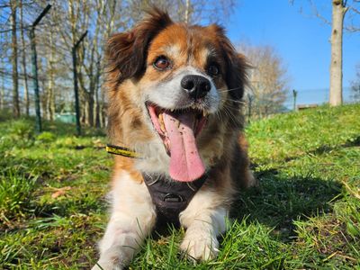 Rolo | Collie (Border) Cross | Shrewsbury (Shropshire) - 3
