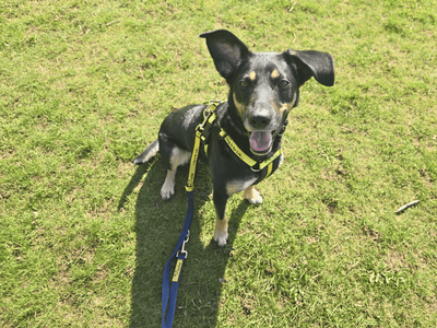 Skye | Collie (Border) Cross | Dundee - 5