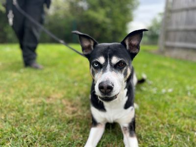 Hollie — Terrier (Staffordshire Bull) Cross