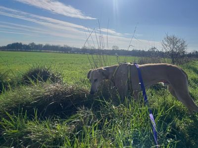 Roger | Lurcher | Basildon (Essex) - 3