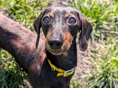 Pringle & Hula Hoop | Dachshund (Miniature Smooth Haired) | Cardiff - 3