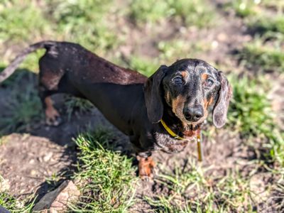 Pringle & Hula Hoop | Dachshund (Miniature Smooth Haired) | Cardiff - 5