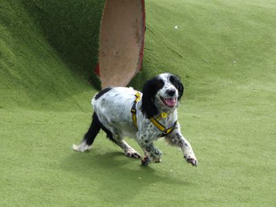 Jess | Spaniel (Cocker) | Harefield West London - 3
