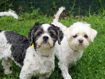 Tilly | Shih Tzu Cross | Merseyside (Liverpool) - 3
