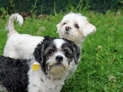 Ollie | Bichon Frise Cross | Merseyside (Liverpool) - 3