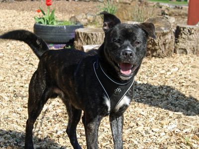 Kiko | Siberian Husky Cross | Merseyside (Liverpool) - 3