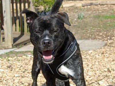 Kiko | Siberian Husky Cross | Merseyside (Liverpool) - 2