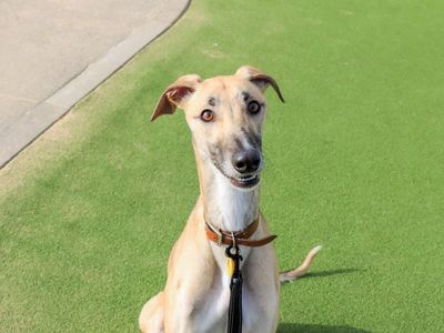 Sidney | Lurcher | Evesham (Worcestershire) - 3