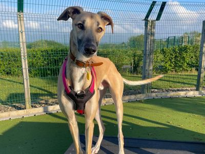 Sidney | Lurcher | Evesham (Worcestershire) - 3