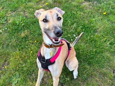 Sidney | Lurcher | Evesham (Worcestershire) - 5