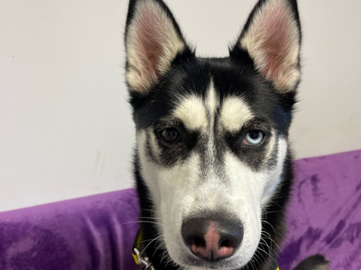 Lula | Siberian Husky | Loughborough - 2