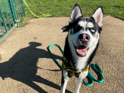 Lula | Siberian Husky | Loughborough - 3