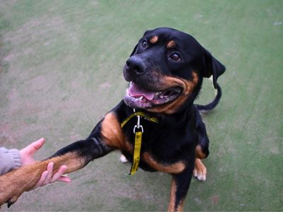 Kilo | Rottweiler Cross | Manchester - 5