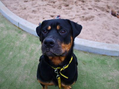 Kilo | Rottweiler Cross | Manchester - 3