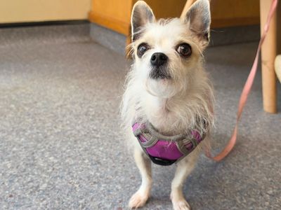 Pixie — Chihuahua (Long Coat) Cross