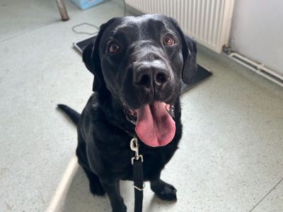 Oscar | Retriever (Labrador) | Snetterton (Norfolk) - 5