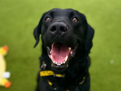 Oscar | Retriever (Labrador) | Snetterton (Norfolk) - 3