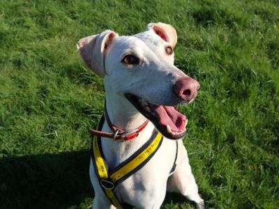 Bertie | Lurcher Cross | Harefield West London - 5