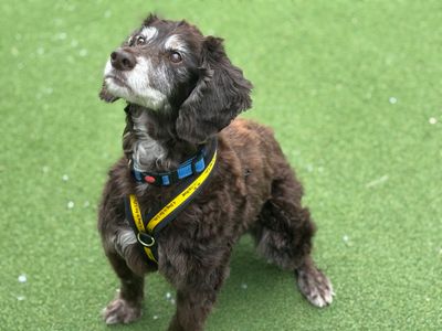 Ralph | Spaniel (Cocker) | Cardiff - 5