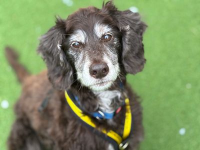 Ralph | Spaniel (Cocker) | Cardiff - 3