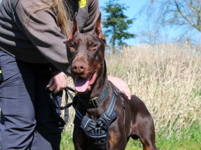 Mouse | Dobermann | Darlington - 3