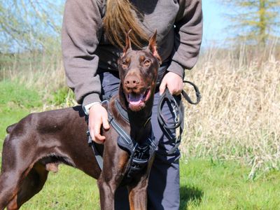 Mouse | Dobermann | Darlington - 2