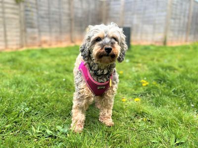 Mia | Spaniel (Cocker) Cross | Bridgend (Wales) - 3