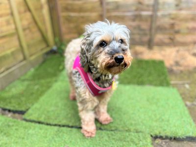 Mia | Spaniel (Cocker) Cross | Bridgend (Wales) - 5