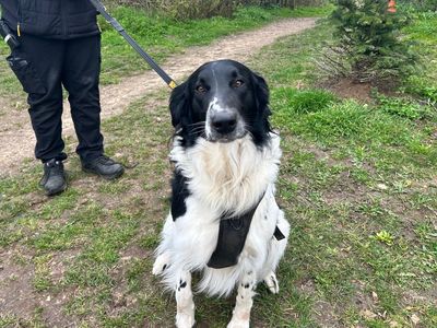 Buddy | Collie (Rough) Cross | Snetterton (Norfolk) - 1