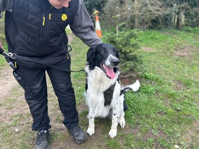 Buddy | Collie (Rough) Cross | Snetterton (Norfolk) - 3