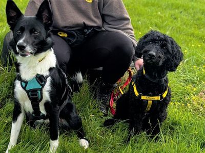 Willow, a 5 years old female Poodle X available for adoption from Dogs Trust in Wales