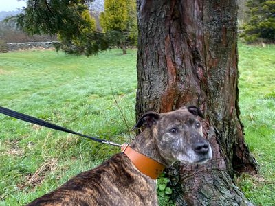 Judy | Lurcher Cross | Cumbria - 2
