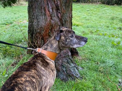 Judy | Lurcher Cross | Cumbria - 3