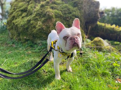 Casper | French Bulldog | Cumbria - 2