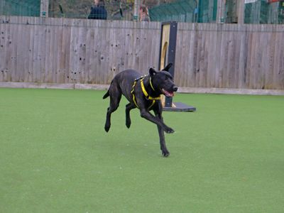 Tulip | Retriever (Labrador) Cross | Glasgow - 3