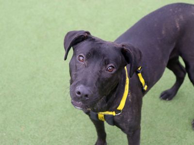 Tulip | Retriever (Labrador) Cross | Glasgow - 5