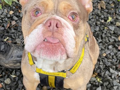 Hank (Tank) | Bulldog Cross | Cumbria - 2
