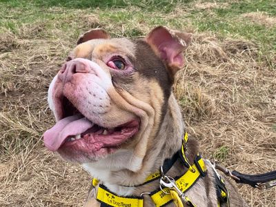 Hank Tank, a 1 year old male Bulldog available for adoption from Dogs Trust in Cumbria