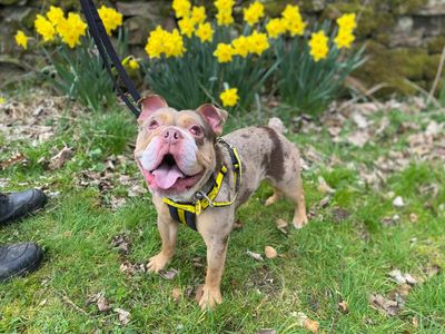 Hank (Tank) | Bulldog Cross | Cumbria - 3