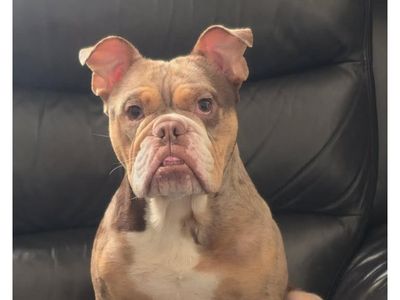 Hank (Tank) | Bulldog Cross | Cumbria - 3