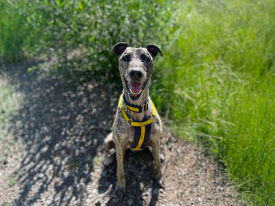 Chicken Phillip, a 7 years old male Lurcher X available for adoption from Dogs Trust in Essex